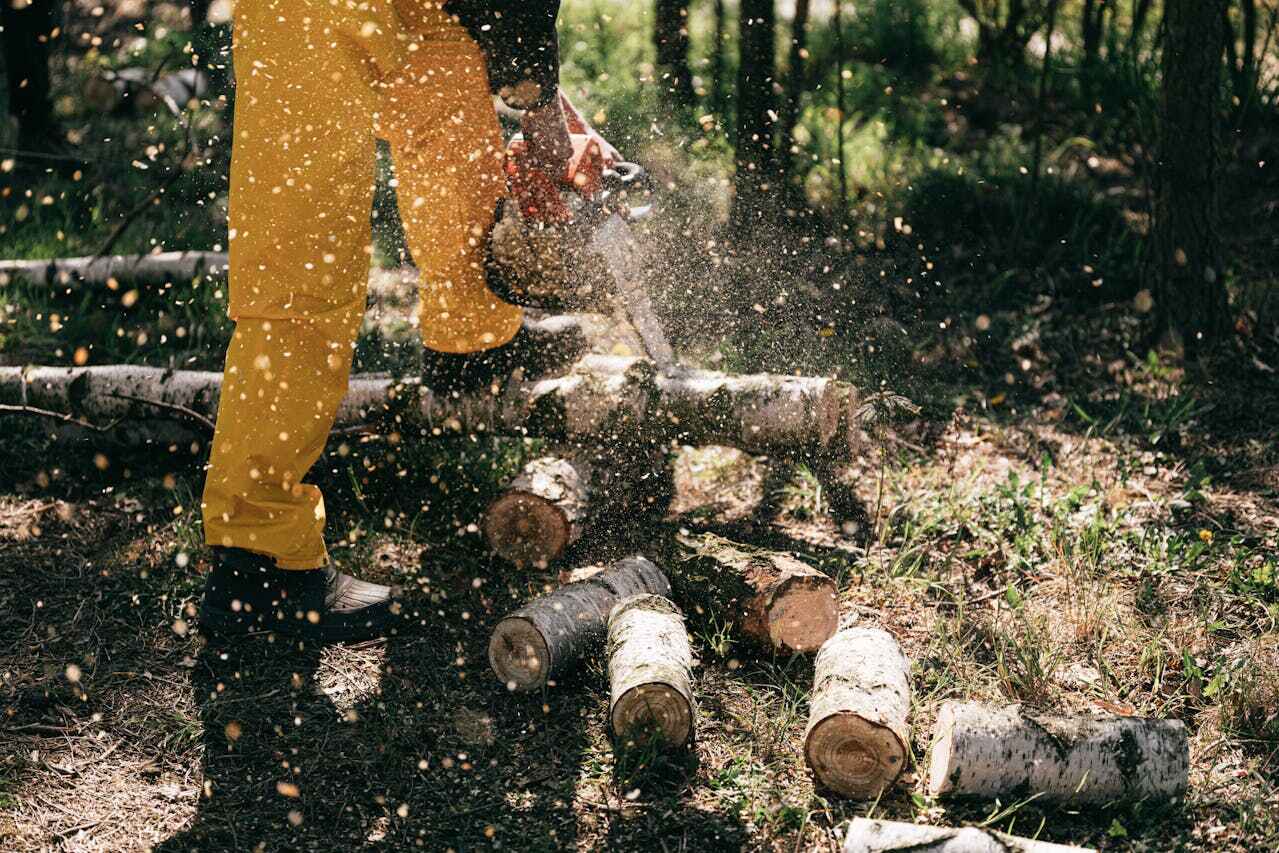 Best Tree Stump Removal  in San Carlos Park, FL